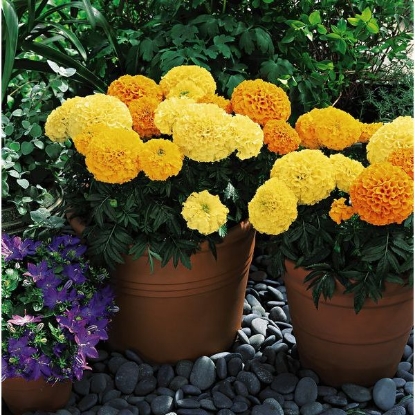 Picture of Marigold  Inca Mixed F1