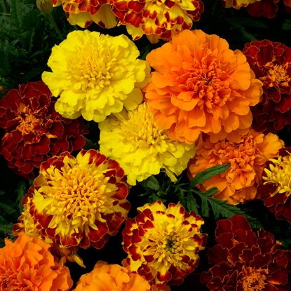 Picture of Marigold  Champion Mixed