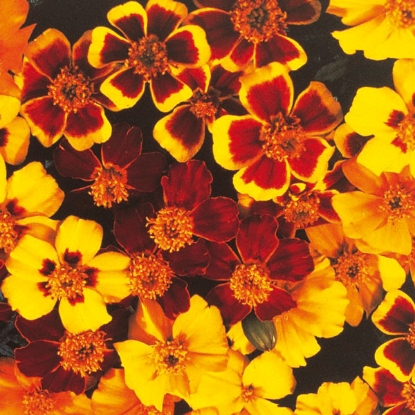 Picture of Marigold  Disco Mixed