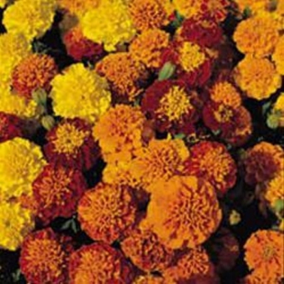 Picture of Marigold  Golden Days