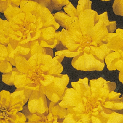 Picture of Marigold  Safari Yellow