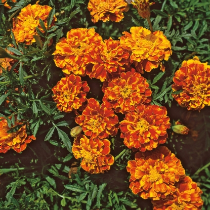 Picture of Marigold  Spanish Brocade