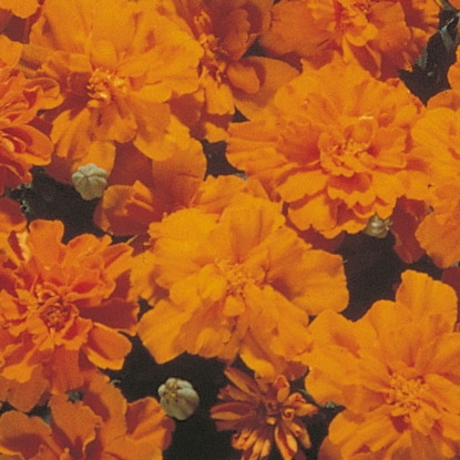 Picture of Marigold  Safari Tangerine