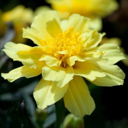 Picture of SALE - Marigold  French Alumia Vanilla Cream