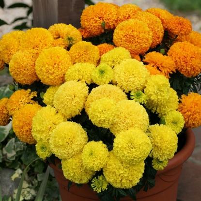 Picture of Marigold  African Dune Mixed