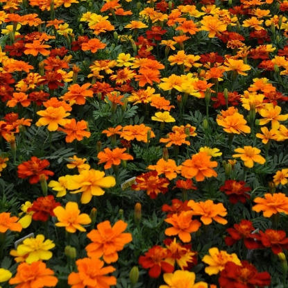 Picture of Marigold French Durango Mixed