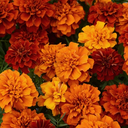 Picture of Marigold French Fireball