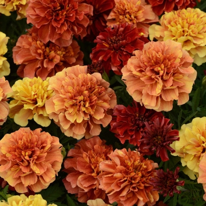 Picture of Marigold French Strawberry Blonde