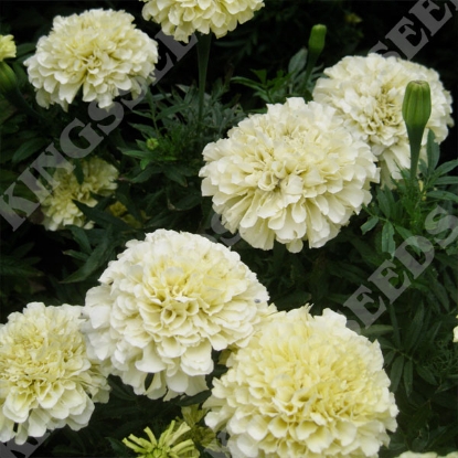 Picture of Marigold (African) Buttercream F1