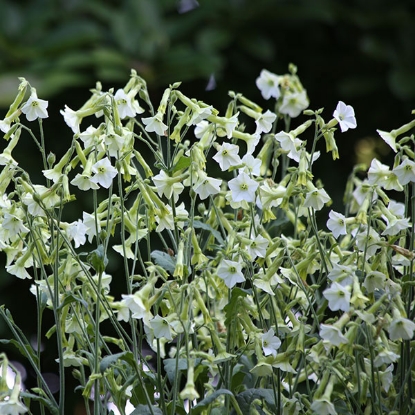 Picture of Nicotiana  hybrida Starlight Dancer