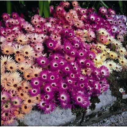 Picture of Mesembryanthemum  Magic Carpet