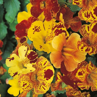 Picture of Mimulus  Tigrinus