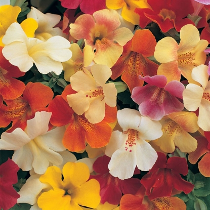 Picture of Mimulus  Magic Mixed F1