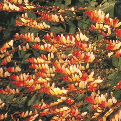 Picture of Mina lobata (Ipomoea lobata) Exotic Love