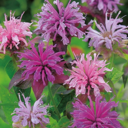 Picture of Monarda Didyma Bergamot