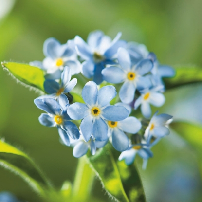 Picture of Myosotis  Light Blue