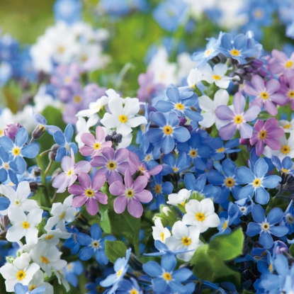 Picture of Myosotis  Victoria Mix (Forget Me Not)