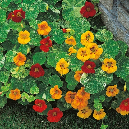 Picture of Nasturtium  Alaska Mixed