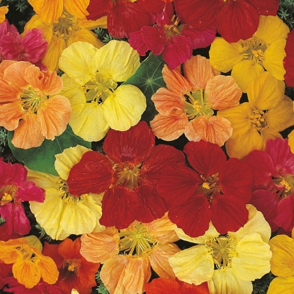 Picture of Nasturtium  Gleam Hybrids Mixed