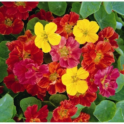 Picture of Nasturtium Jewel Mixed