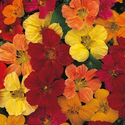 Picture of Nasturtium Tom Thumb Mxd