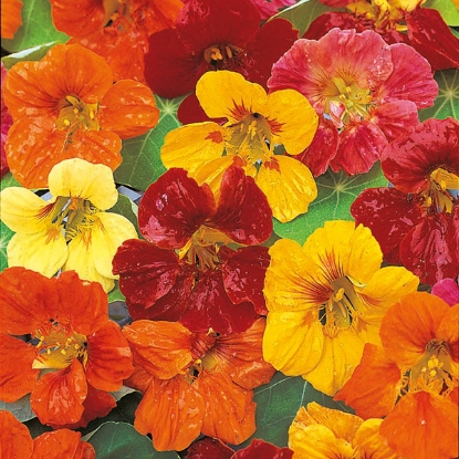 Picture of Nasturtium  Whirlybird Mixed