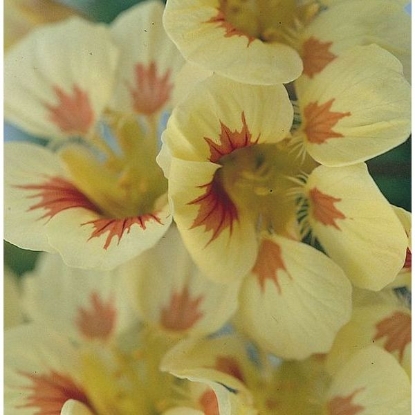 Picture of Nasturtium  Peach Melba