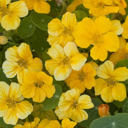 Picture of Nasturtium  minus Banana Cream