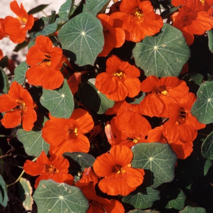 Picture of Nasturtium  Empress Of India