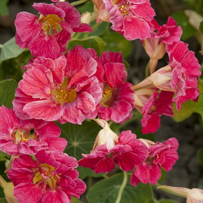 Picture of Nasturtium  Cherry Rose Jewel