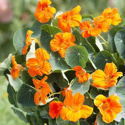 Picture of Nasturtium Baby Orange