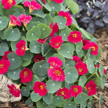 Picture of Nasturtium Baby  Rose