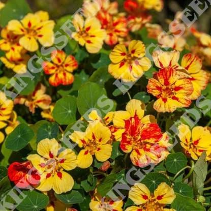 Picture of Nasturtium  Ice Cream Sundae