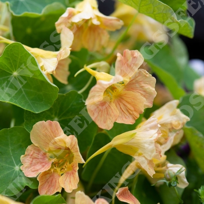 Picture of Nasturtium Tip Top Pink Blush