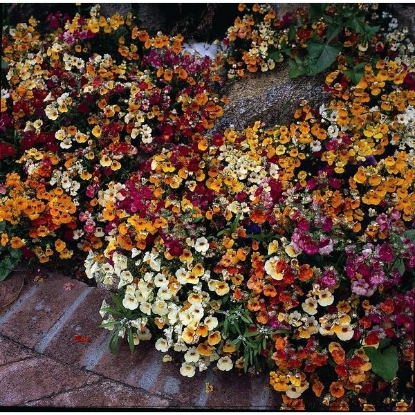 Picture of Nemesia  Carnival Mixed