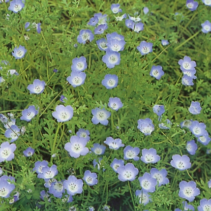 Picture of Nemophila Insignis