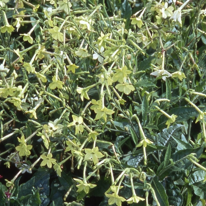 Picture of Nicotiana  Lime Green