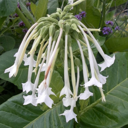 Picture of Nicotiana  White Trumpets