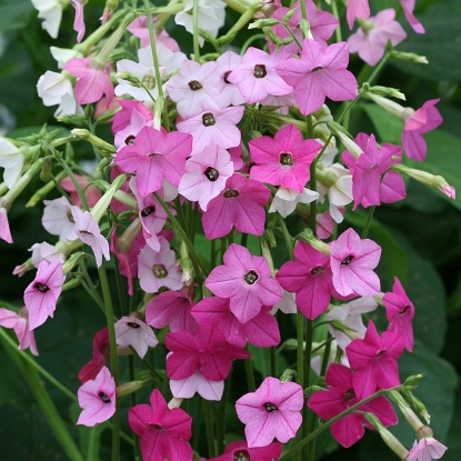 Picture of Nicotiana  Whispers Mixed