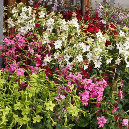 Picture of Nicotiana  Perfume Mixed F1