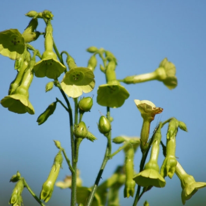 Picture of Nicotiana  Langsdorffii