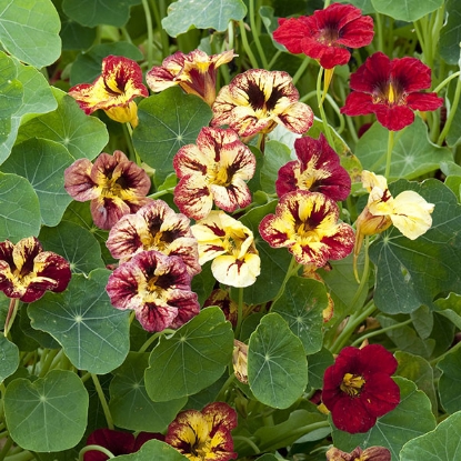 Picture of Nasturtium  Bloody Mary