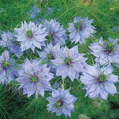 Picture of Nigella  Miss Jekyll