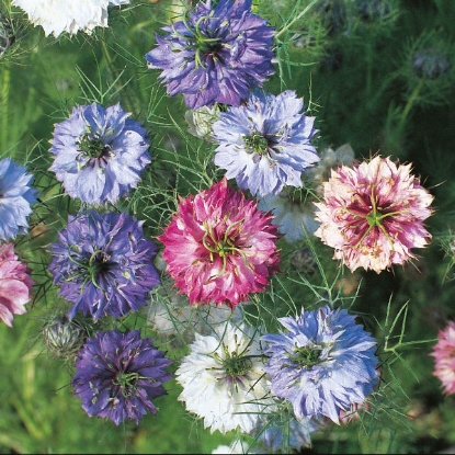 Picture of Nigella  Persian Jewels