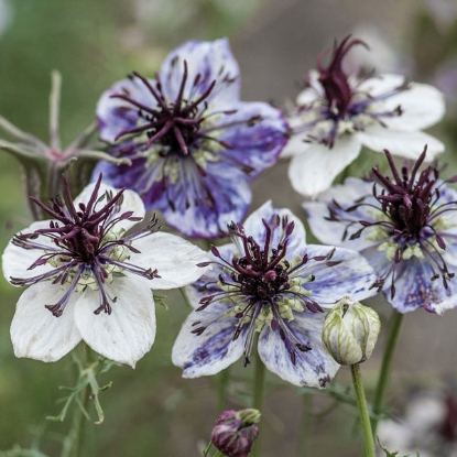 Picture of Nigella  Delft Blue