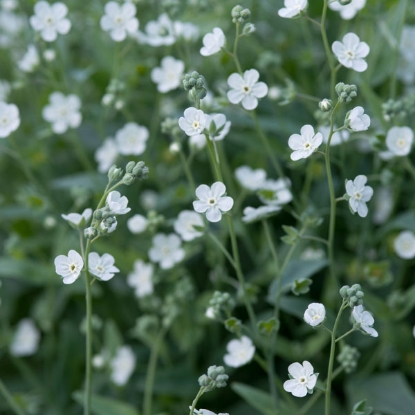 Picture of Omphalodes  Linifolia Little Snow White