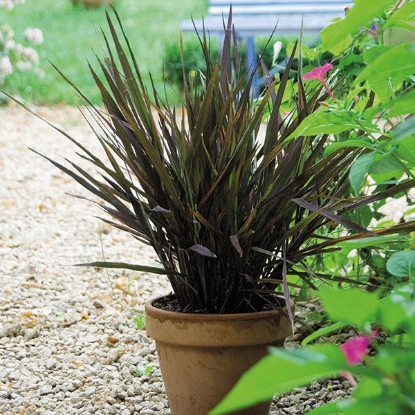 Picture of Ornamental Rice Black Madras  PPP A.Oryza sativa B.GB40557 C.lot seepkt D.GB