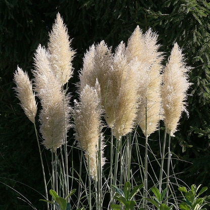 Picture of Pampas Grass  Cortaderia Argentea