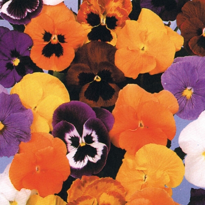 Picture of Pansy  Forerunner Mixed