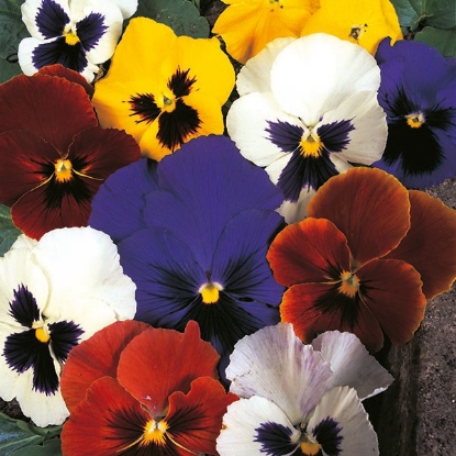 Picture of Pansy  Swiss Giant Blended mixture - made up of 9 colours